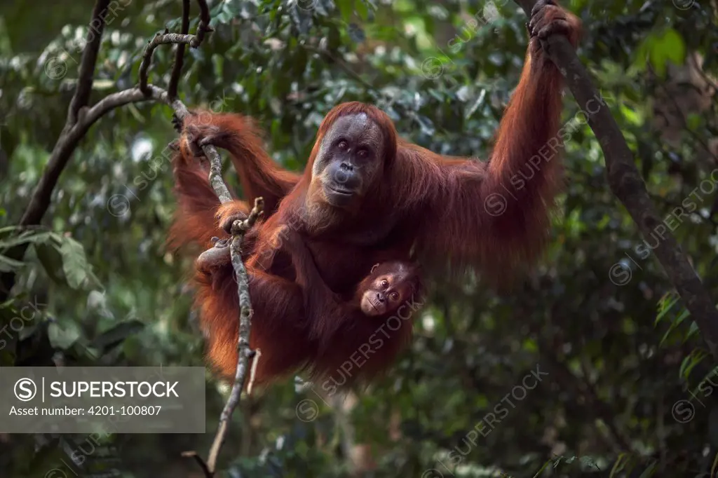 Sumatran Orangutan (Pongo abelii) thirty-six year old female, named Suma, in trees with female baby, named Sumi, Gunung Leuser National Park, Sumatra, Indonesia