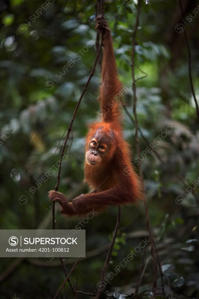 Sumatran Orangutan (Pongo abelii) female baby, named Global, in tree, Gunung Leuser National Park, Sumatra, Indonesia