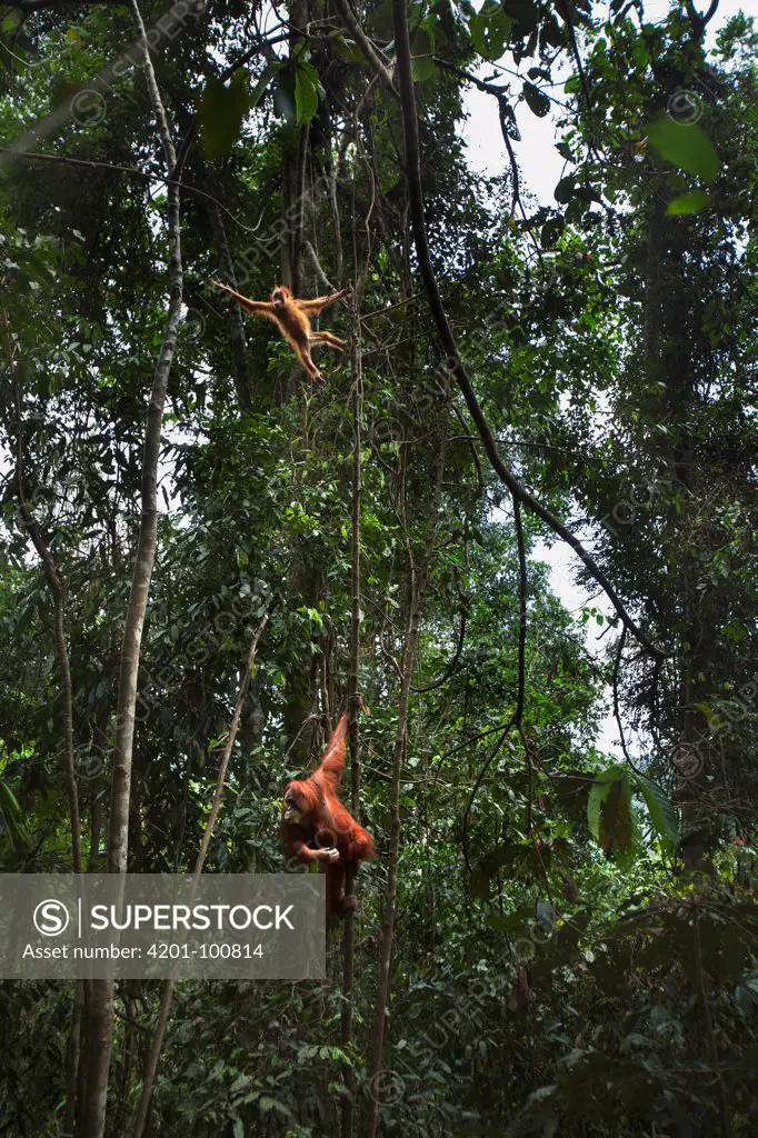 Sumatran Orangutan (Pongo abelii) twenty-four year old female, named Ratna, hanging in tree with baby, Gunung Leuser National Park, Sumatra, Indonesia