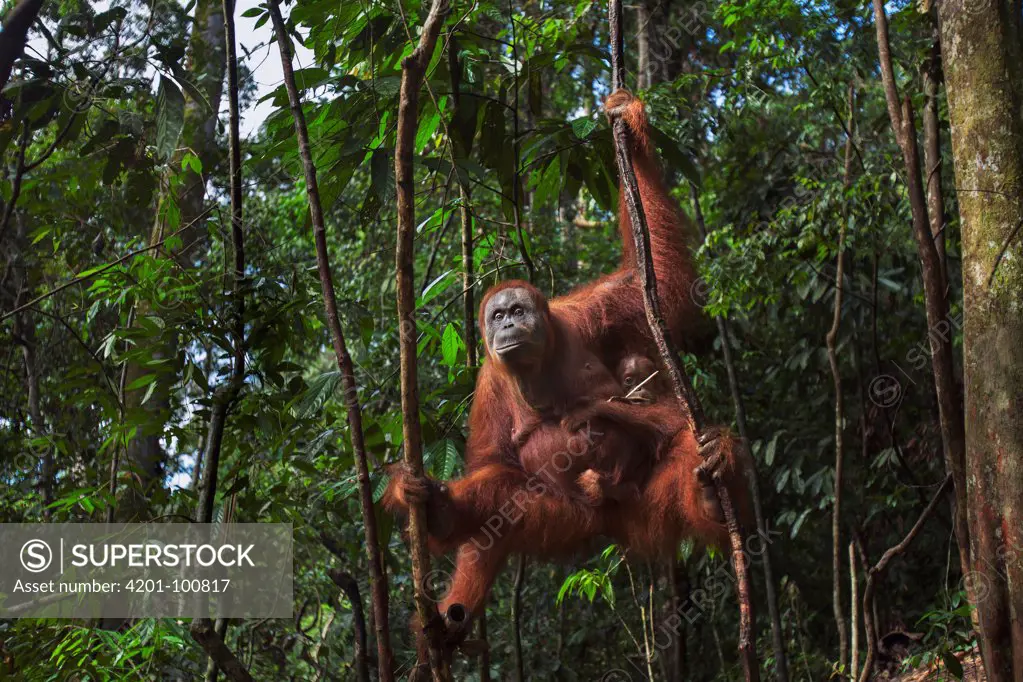 Sumatran Orangutan (Pongo abelii) thirty-six year old female, named Suma, with female baby, named Sumi, Gunung Leuser National Park, Sumatra, Indonesia