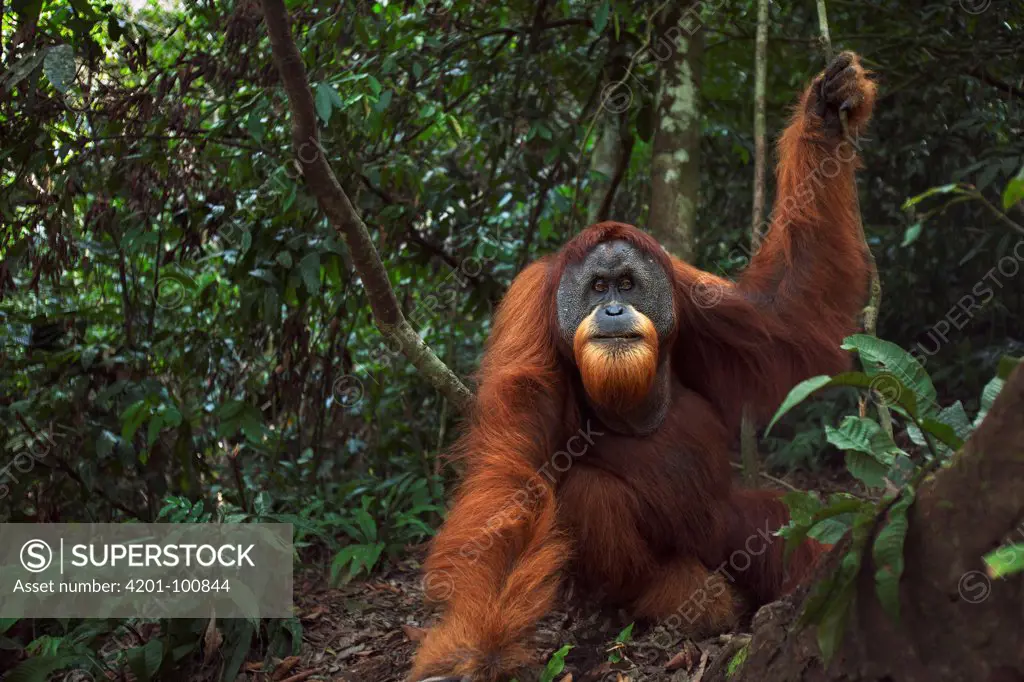 Sumatran Orangutan (Pongo abelii) twenty-six year old male, named Halik, in forest clearing, Gunung Leuser National Park, Sumatra, Indonesia