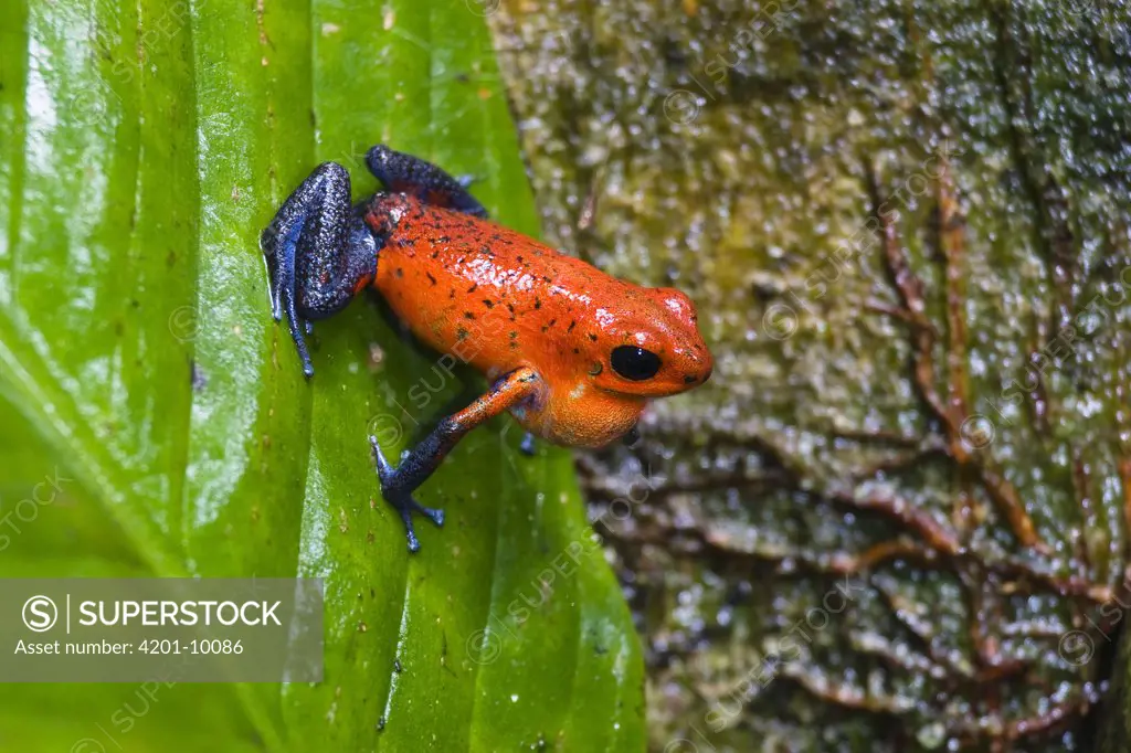 Strawberry Poison Dart Frog (Dendrobates pumilio) on leaf, Costa Rica