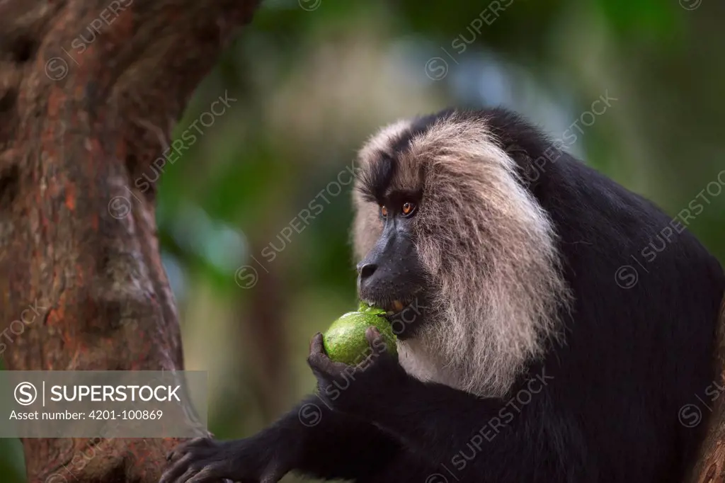 Lion-tailed Macaque (Macaca silenus) male feeding on fruit, Indira Gandhi National Park, Western Ghats, India
