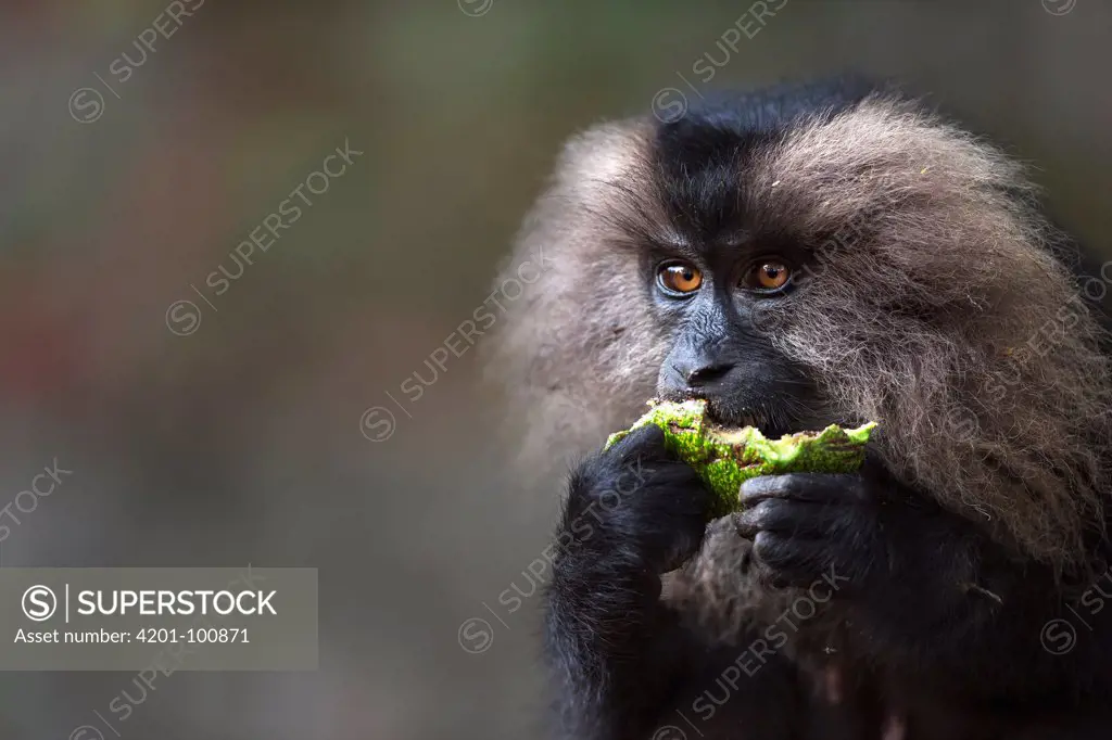 Lion-tailed Macaque (Macaca silenus) female feeding on fruit, Indira Gandhi National Park, Western Ghats, India