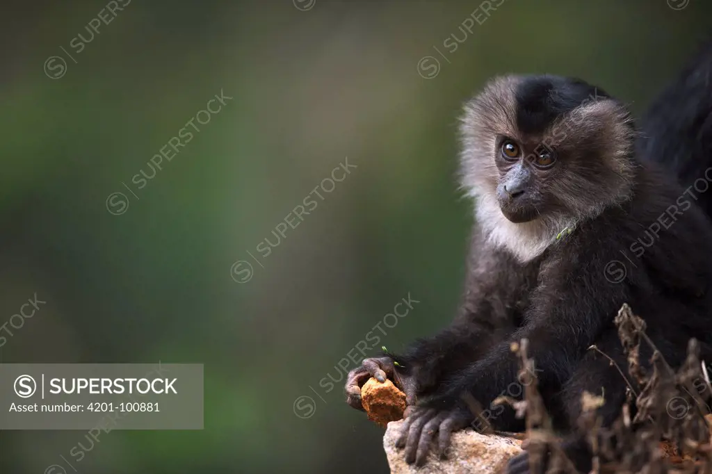 Lion-tailed Macaque (Macaca silenus) yearling playing with rock, Indira Gandhi National Park, Western Ghats, India