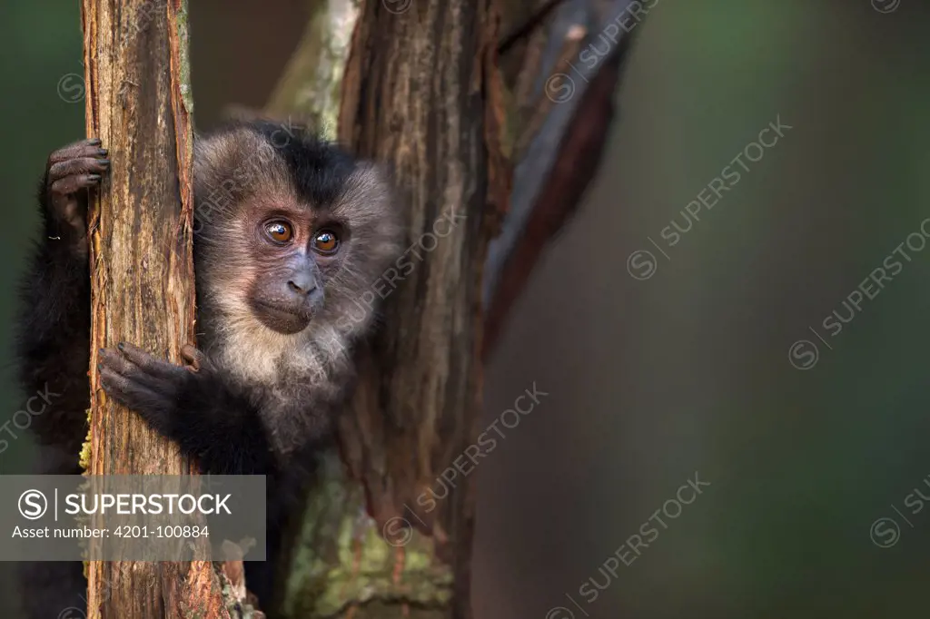 Lion-tailed Macaque (Macaca silenus) yearling in tree, Indira Gandhi National Park, Western Ghats, India