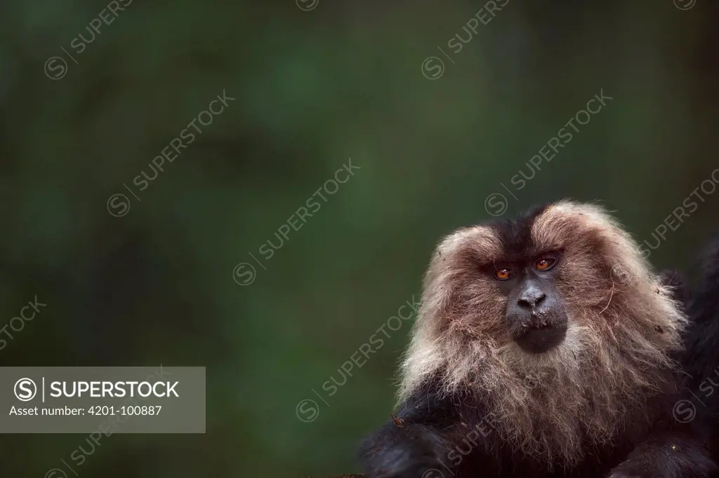 Lion-tailed Macaque (Macaca silenus) male, Indira Gandhi National Park, Western Ghats, India