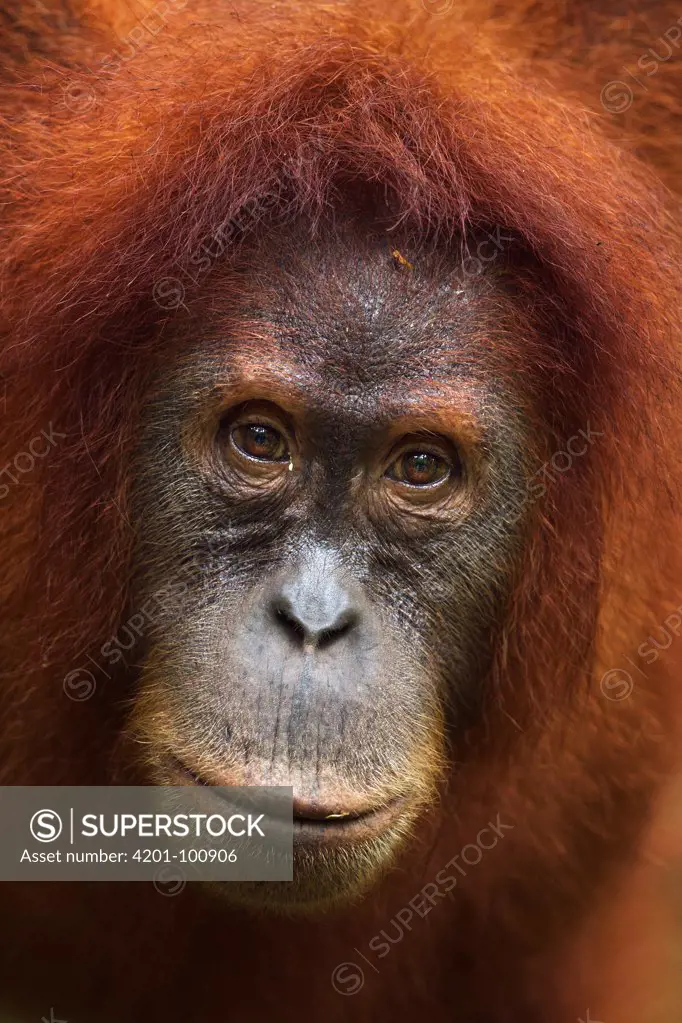 Sumatran Orangutan (Pongo abelii) twelve year old female, named Juni, Gunung Leuser National Park, Sumatra, Indonesia