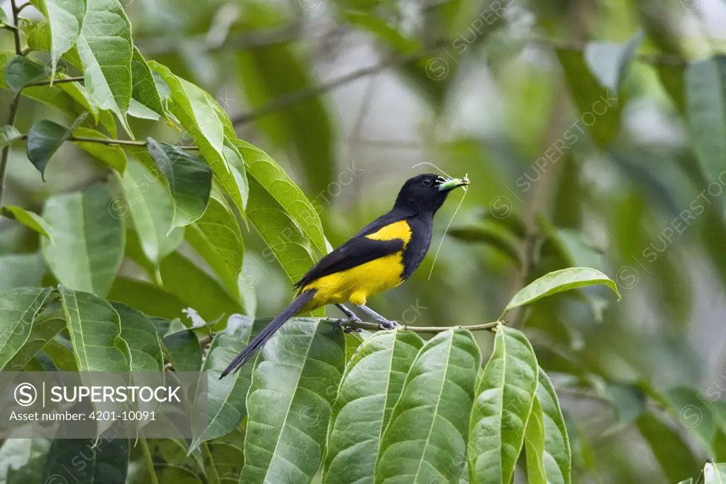 Black-cowled Oriole (Icterus dominicensis) eating insect, Costa Rica