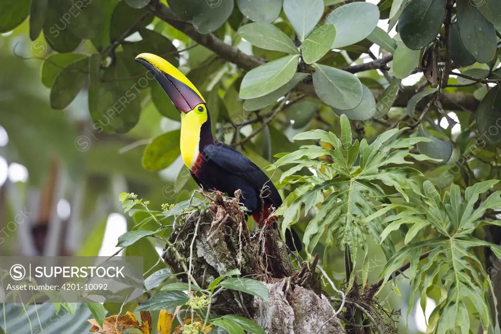 Chestnut-mandibled Toucan (Ramphastos swainsonii) in trees, Costa Rica
