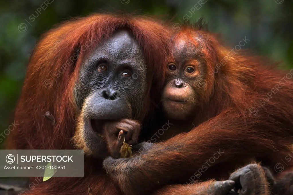 Sumatran Orangutan (Pongo abelii) twenty-four year old female, named Ratna, playing with her female baby, named Global, Gunung Leuser National Park, Sumatra, Indonesia