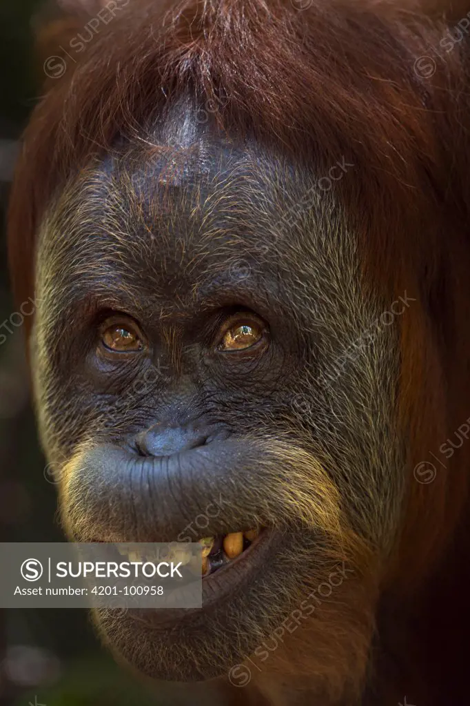 Sumatran Orangutan (Pongo abelii) thirty-six year old female, named Suma, displaying fear, Gunung Leuser National Park, Sumatra, Indonesia