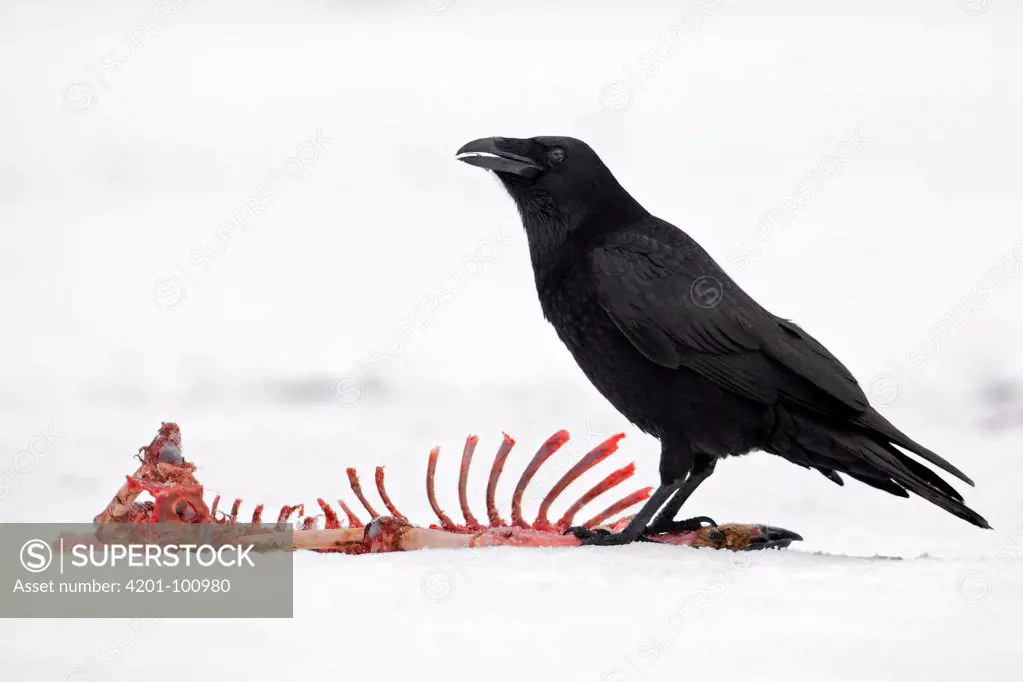 Common Raven (Corvus corax), Saxony-Anhalt, Germany