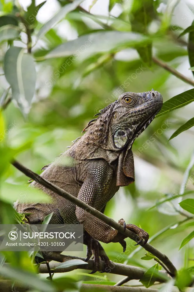 Green Iguana (Iguana iguana) on branches, Braulio Carrillo National Park, Costa Rica