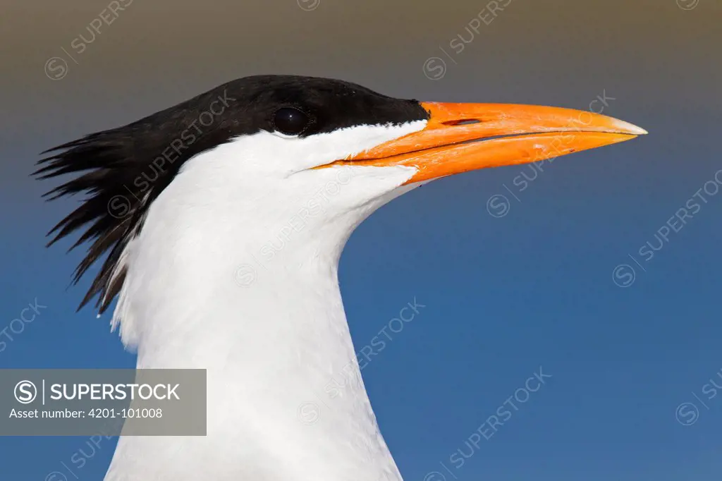 Royal Tern (Thalasseus maximus), Florida