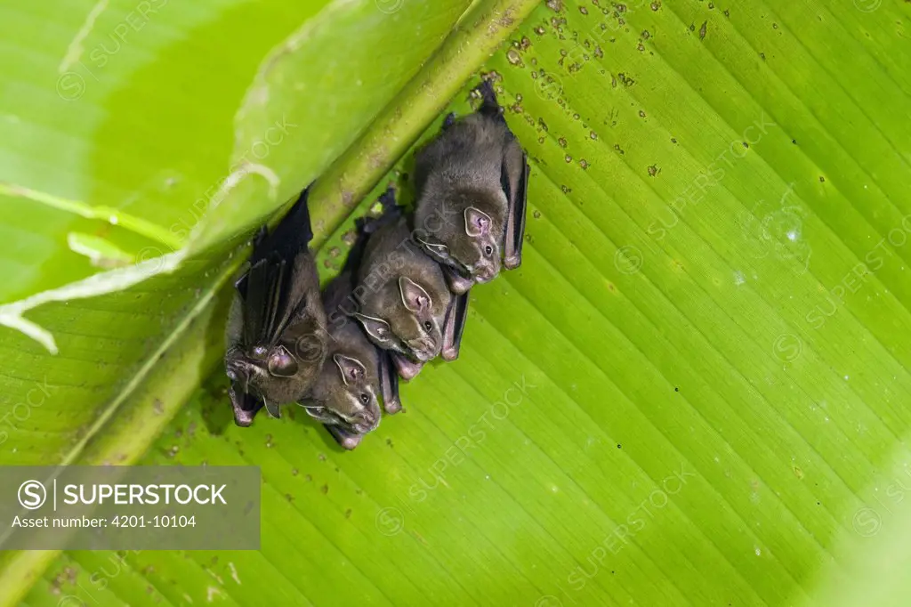 Peters' Tent-making Bat (Uroderma bilobatum) group roosting under Heliconia (Heliconia sp) leaf, Braulio Carrillo National Park, Costa Rica