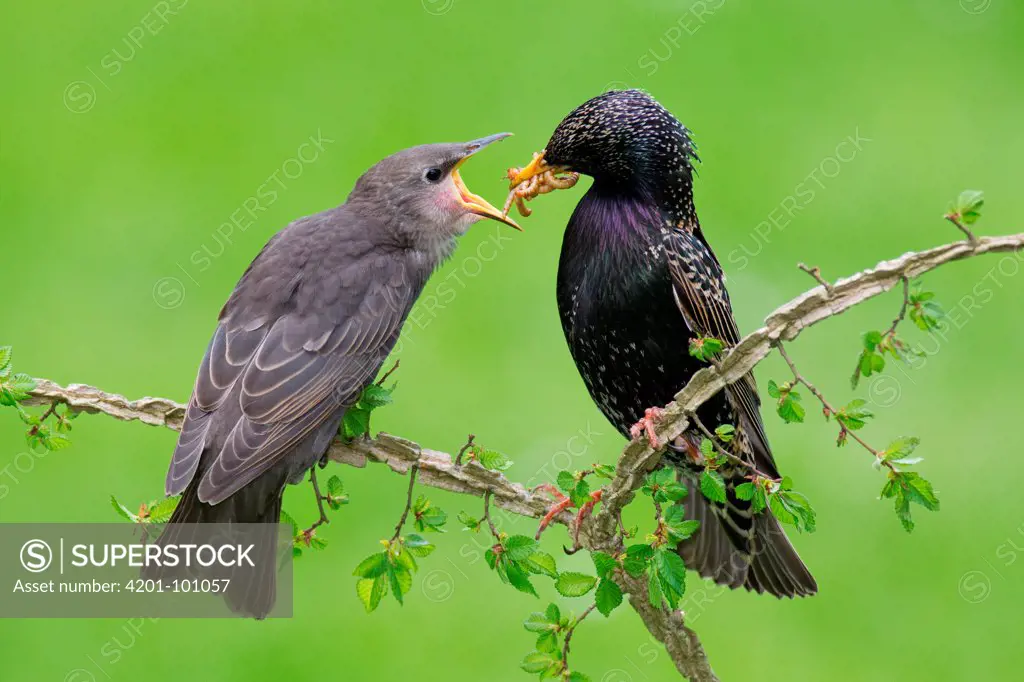 Common Starling (Sturnus vulgaris) feeding its offspring, Brandenburg, Germany