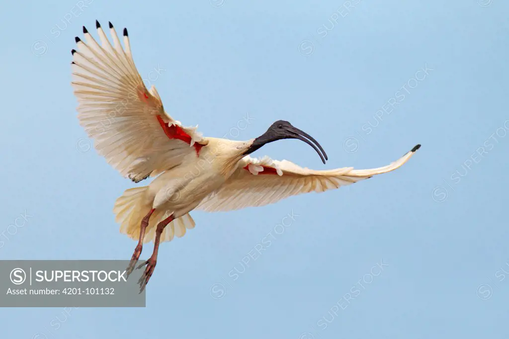 Australian Ibis (Threskiornis moluccus), Melbourne, Australia
