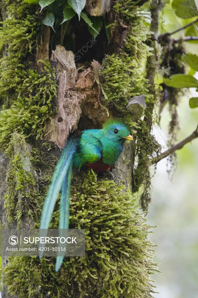 Resplendent Quetzal (Pharomachrus mocinno) male looking out of nest, Costa Rica