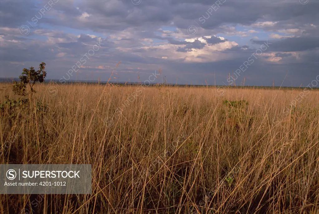 Cerrado habitat, open grassland prone to seasonal lightning fire cycles, Emas National Park, Brazil