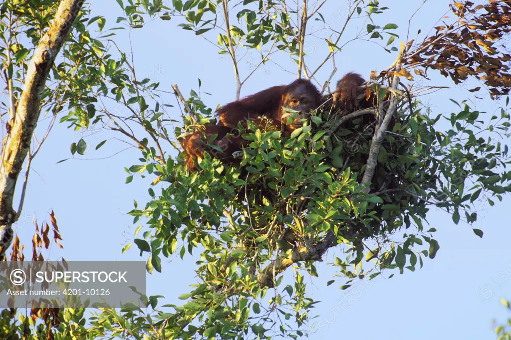 Orangutan (Pongo pygmaeus) pair in tree, Tanjung Puting National Park, Malaysia