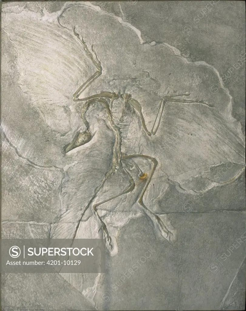 Archaeopteryx (Archaeopteryx lithographica) bird fossil, Solnhofen, Germany