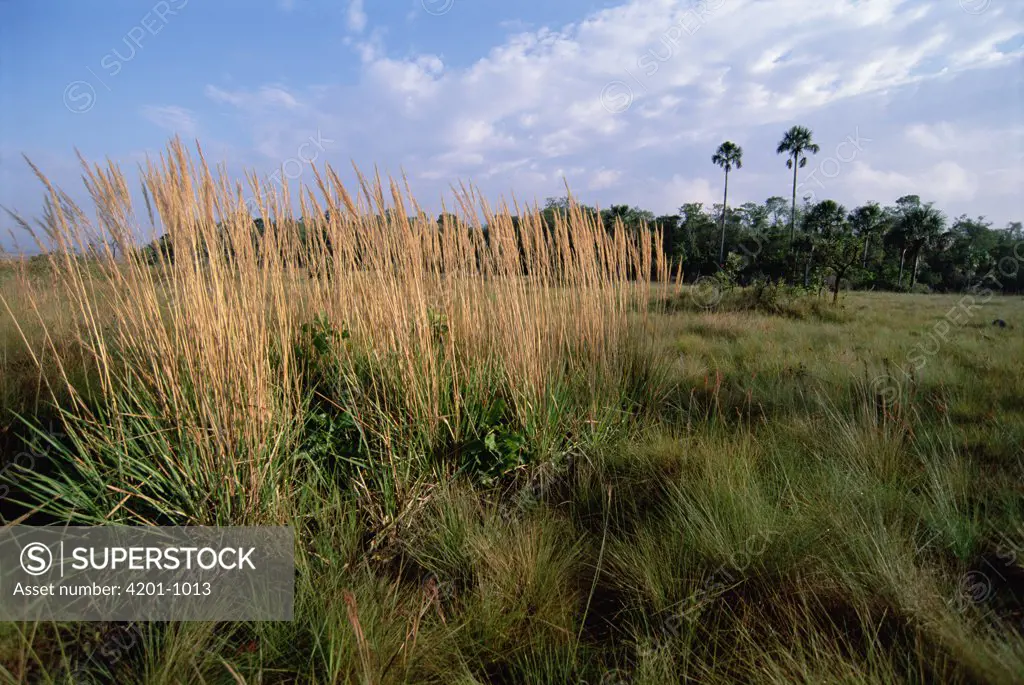 Cerrado habitat, open grassland prone to seasonal lighting fire cycles, Emas National Park, Brazil