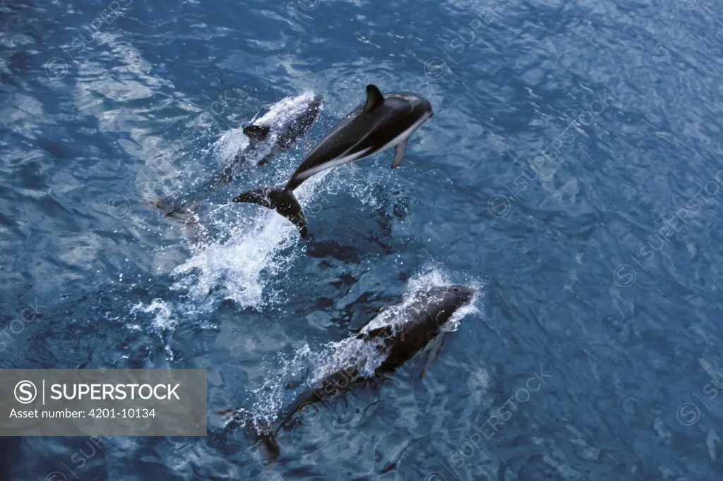Dusky Dolphin (Lagenorhynchus obscurus) trio bowriding, Kaikoura, New Zealand