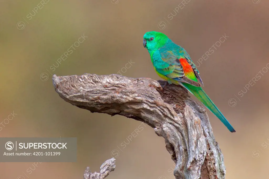 Red-rumped Parrot (Psephotus haematonotus) male, Victoria, Australia