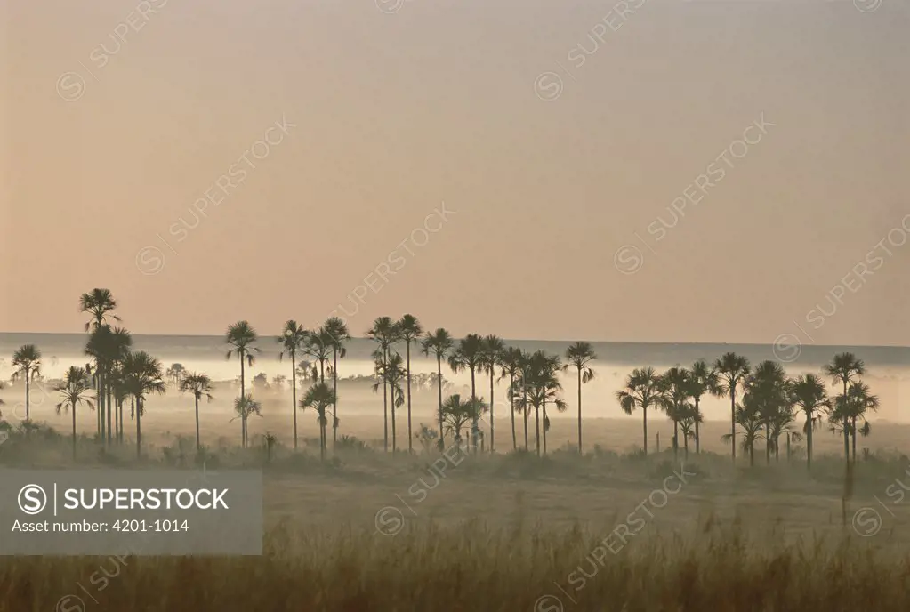 Buriti Palm (Mauritia vinifera) trees at dawn, in typical gallery forest bordering streams and wetlands, Emas National Park, Brazil