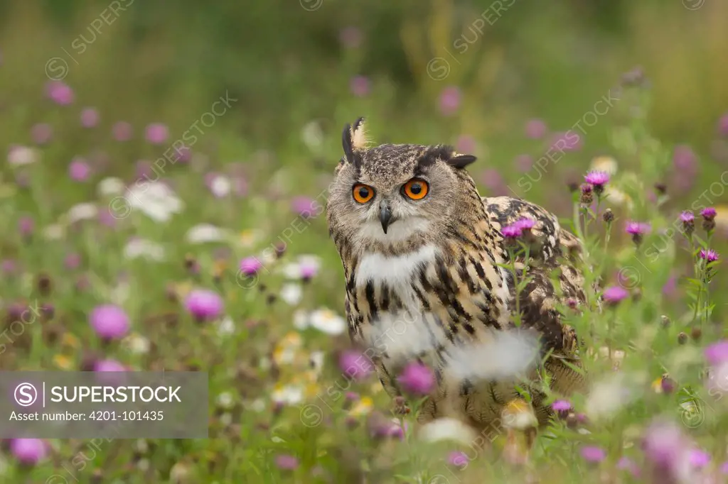 Eurasian Eagle-Owl (Bubo bubo) in wildflower meadow, Rhineland-Palatinate, Germany