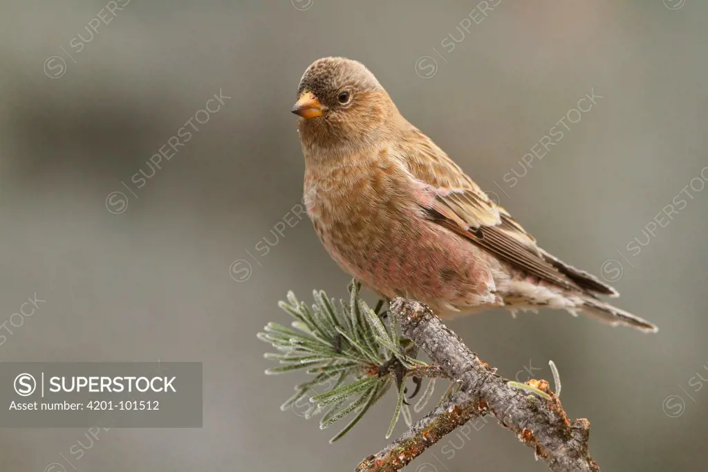 Brown-capped Rosy Finch (Leucosticte australis), New Mexico