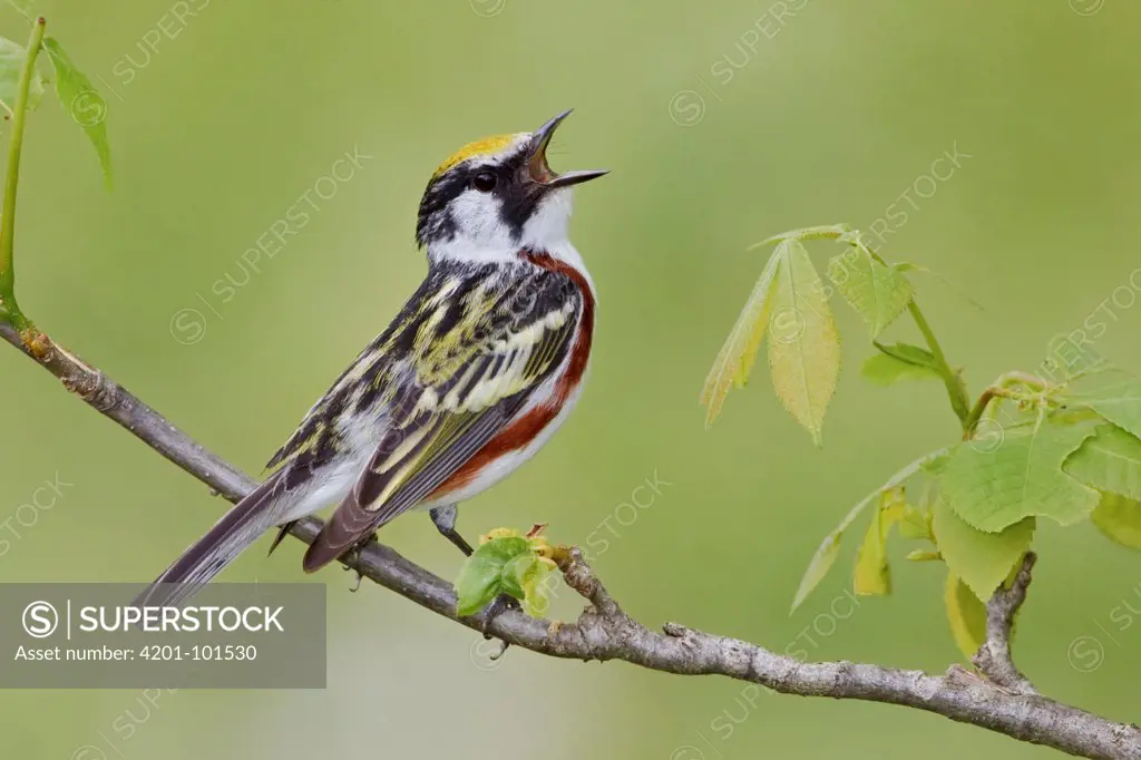 Chestnut-sided Warbler (Setophaga pensylvanica) male singing, Ontario, Canada