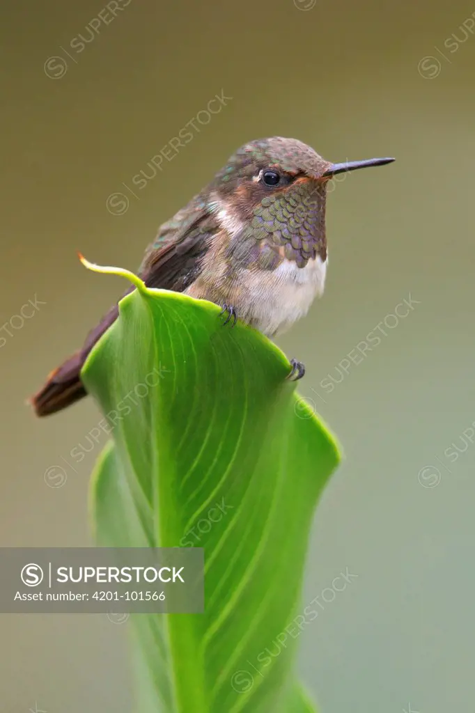 Volcano Hummingbird (Selasphorus flammula) male, Costa Rica