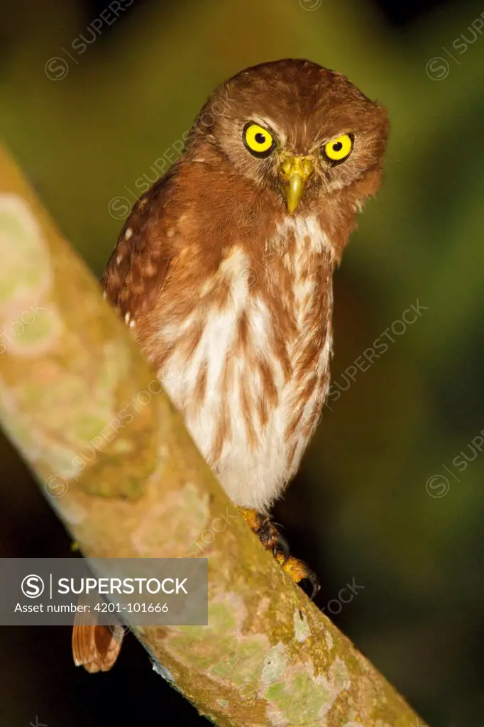 Ferruginous Pygmy Owl (Glaucidium brasilianum), Ecuador