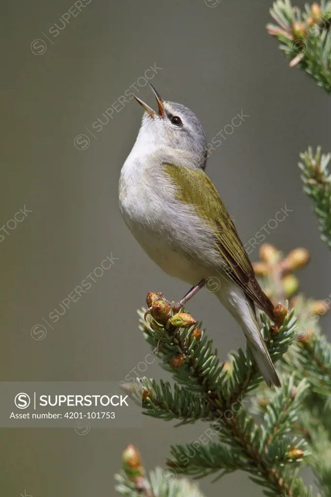 Tennessee Warbler (Oreothlypis peregrina) singing, Manitoba, Canada