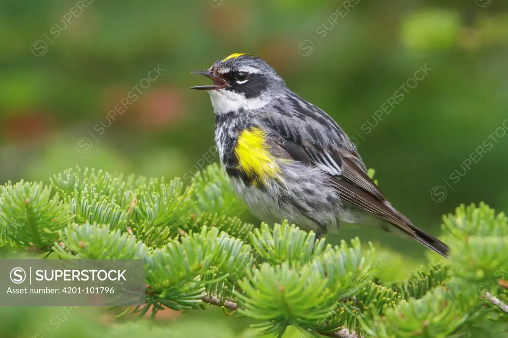 Yellow-rumped Warbler (Setophaga coronata) male singing, Newfoundland, Canada