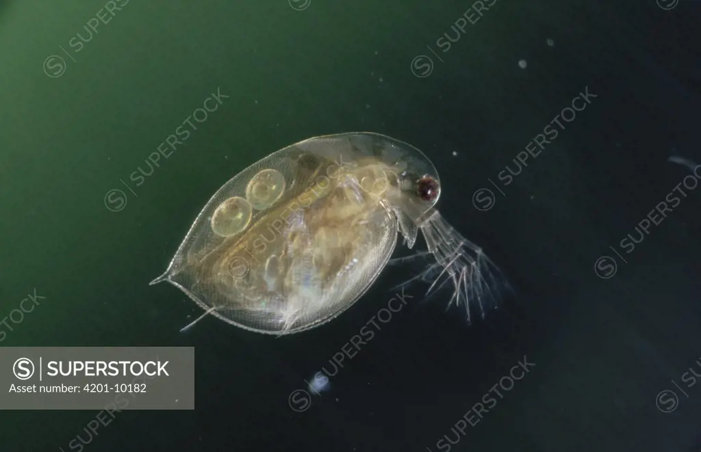 Water Flea (Daphnia pulex) with eggs in the brood sac, Germany