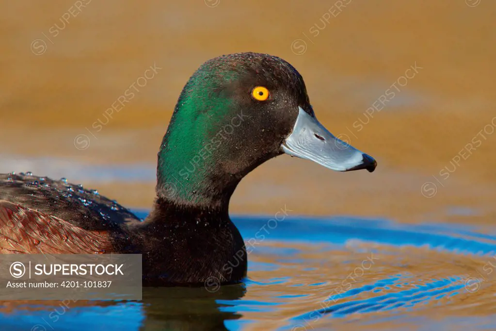 New Zealand Scaup (Aythya novaeseelandiae) male, New Zealand