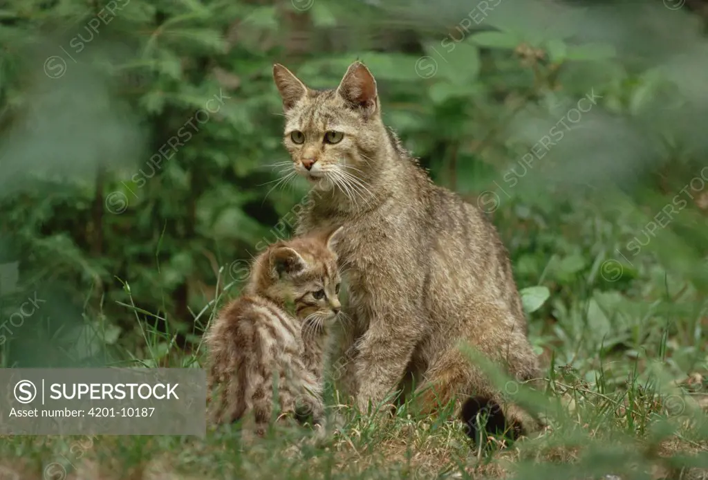 Wild Cat (Felis silvestris) parent with kitten, Germany