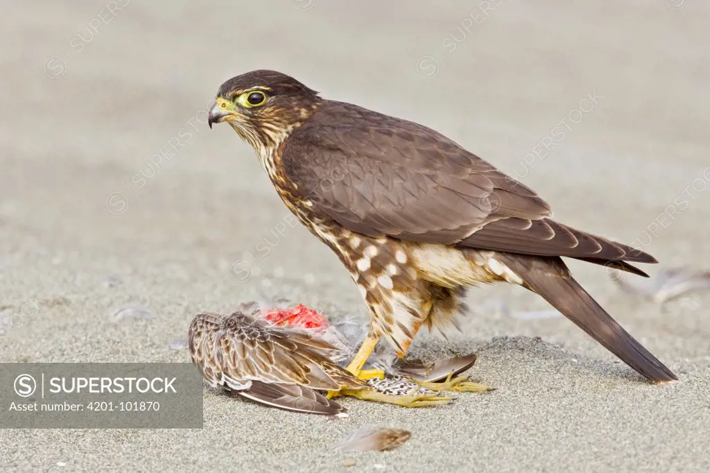 Merlin (Falco columbarius) standing on a shorebird carcass, Washington