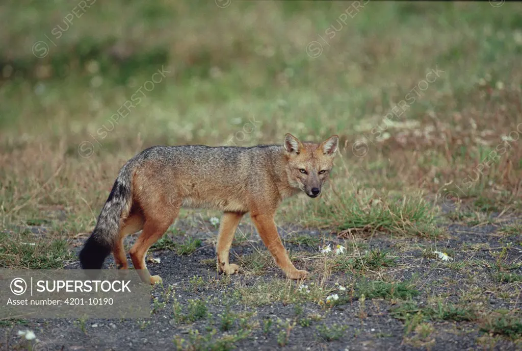 Andean Red Fox (Pseudalopex culpaeus), Torres del Paine National Park, Chile