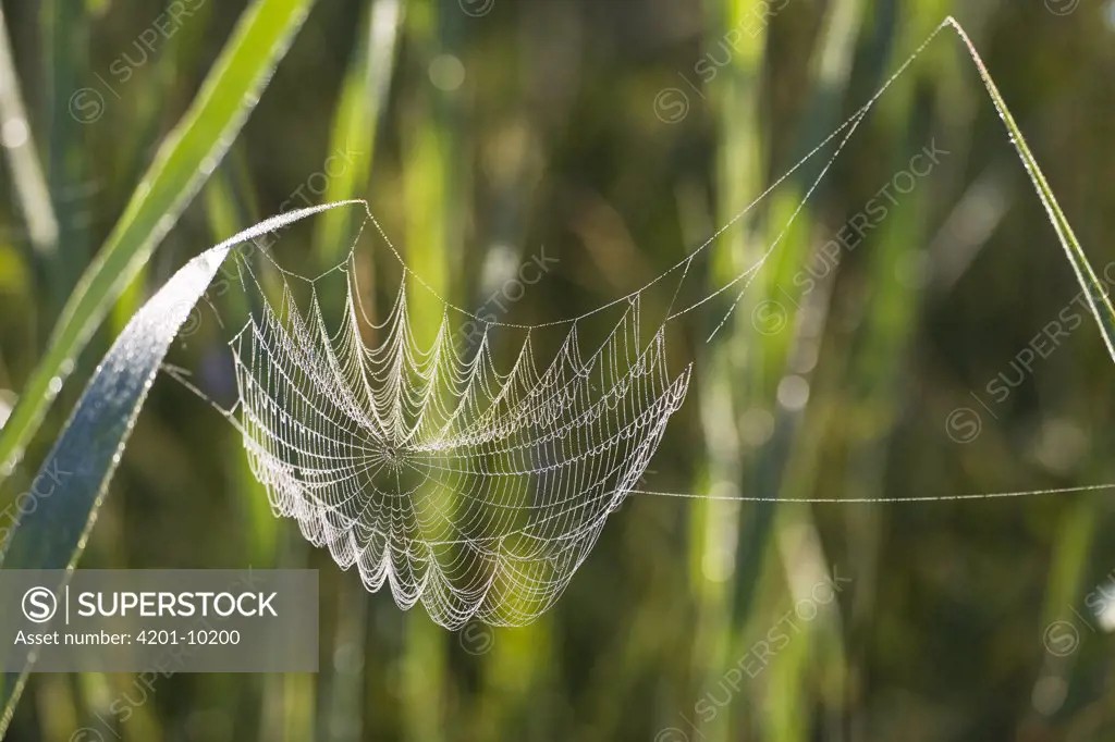 Spider web sagging under the weight of dew, Bavaria, Germany
