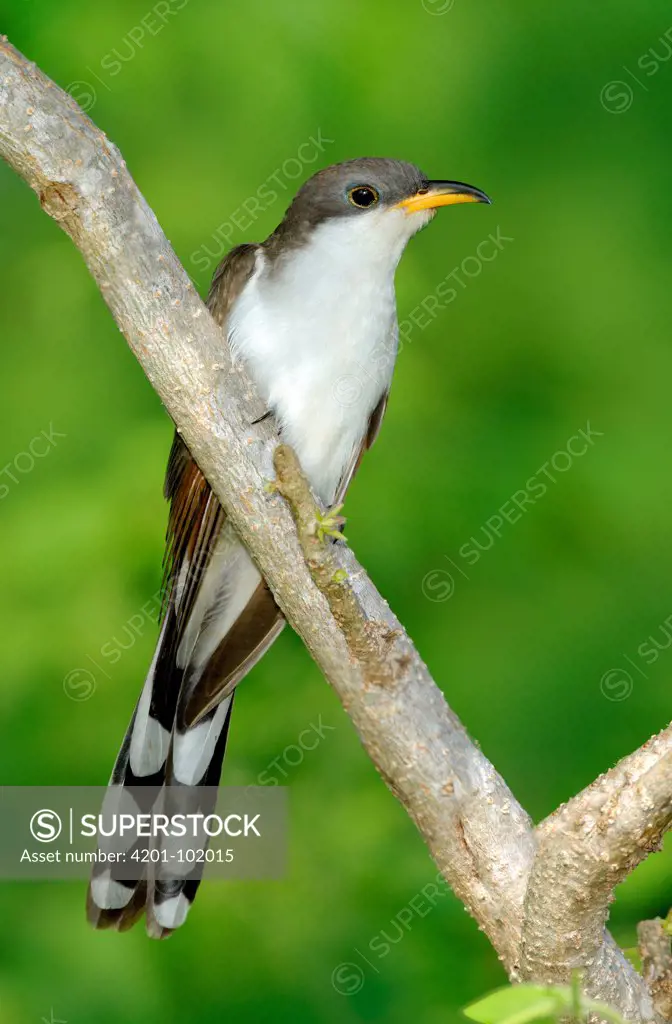 Yellow-billed Cuckoo (Coccyzus americanus), Texas