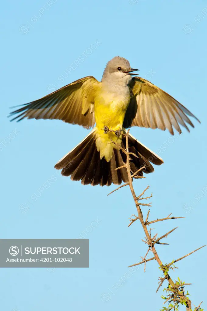 Western Kingbird (Tyrannus verticalis), Arizona