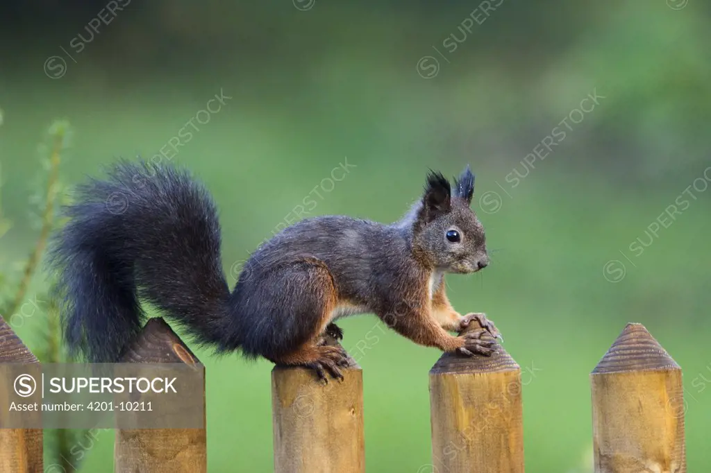 Eurasian Red Squirrel (Sciurus vulgaris) on fence, Bavaria, Germany