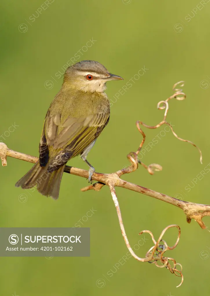 Red-eyed Vireo (Vireo olivaceus), Texas