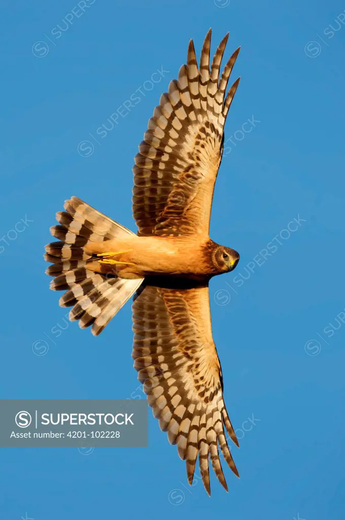 Northern Harrier (Circus cyaneus) flying, Texas