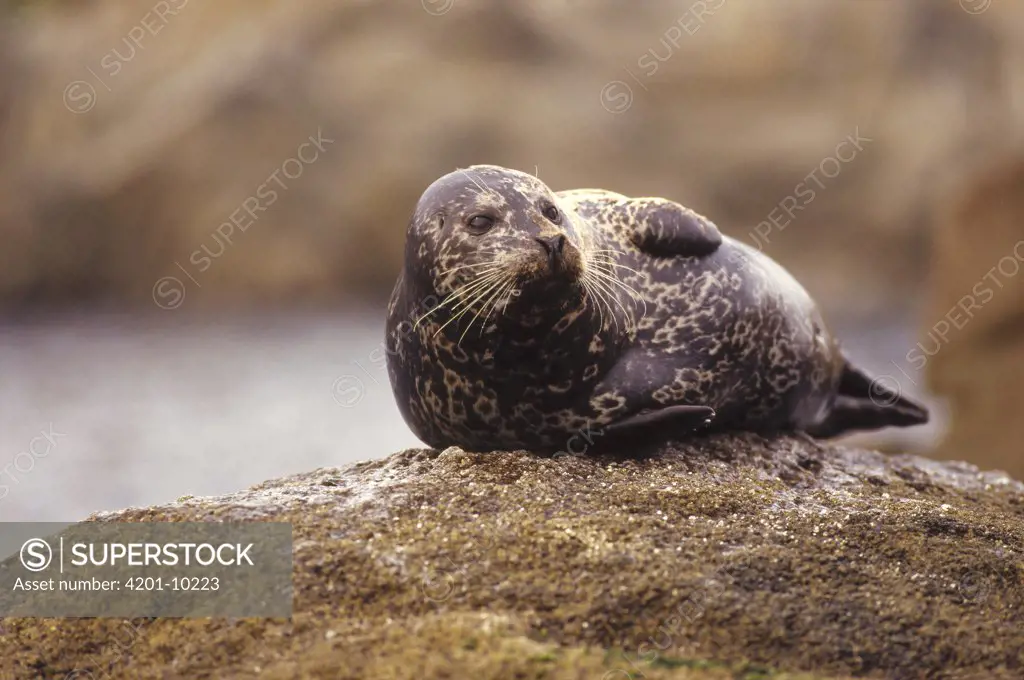 Harbor Seal (Phoca vitulina) resting on rock, Pacific coast, North America
