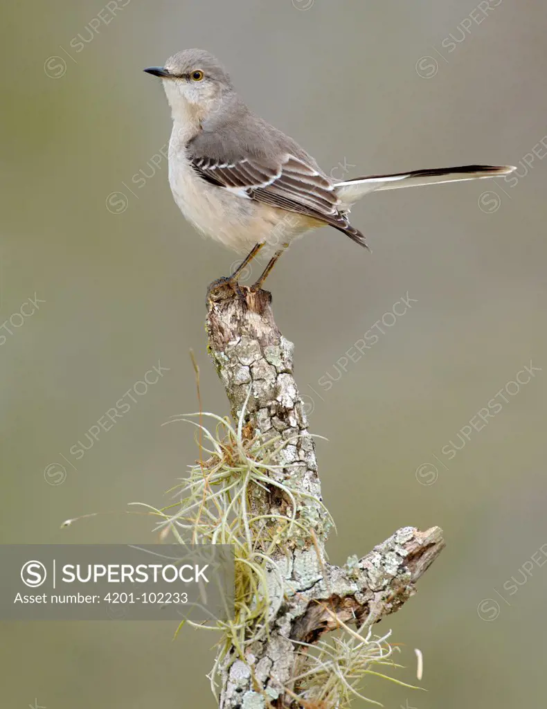 Northern Mockingbird (Mimus polyglottos), Texas